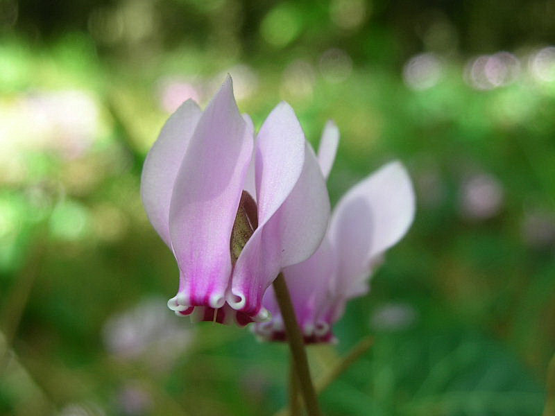 Cyclamen hederifolium / Ciclamino napoletano